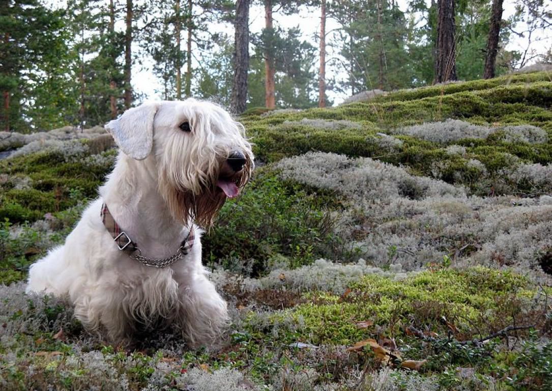#37. Sealyham terrier